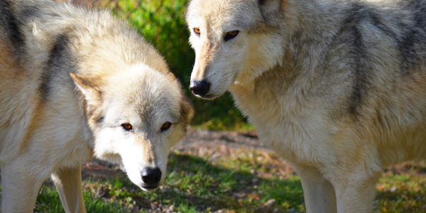 Gray wolves at feeding time at the Grizzly & Wolf Discovery Center in West Yellowstone