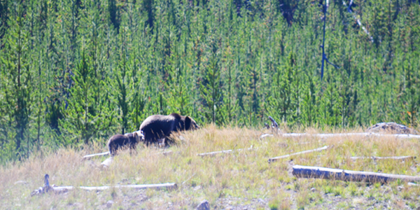 A grizzly and cub captured on the way through West Yellowstone