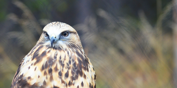 A rescued Rough-Legged Hawk who was injured in the wild and unable to fly