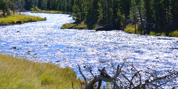 One of the many rivers that meander through Yellowstone National Park