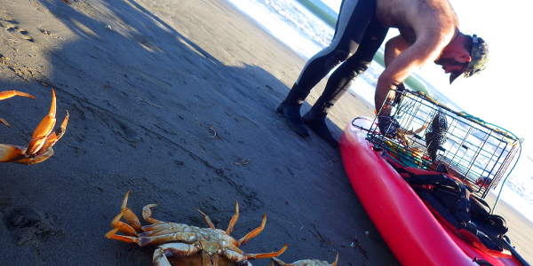 Fresh caught crab on the first day of crab season in northern California