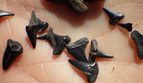 Finding shark's teeth was an interesting highlight of our trip. 