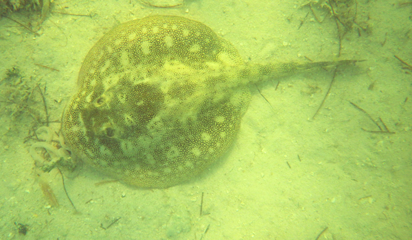 Snorkeling with stingrays is awesome